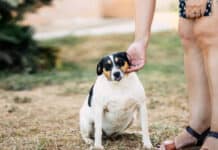 Wenn der Hund zu dick ist: Abspecken lohnt sich