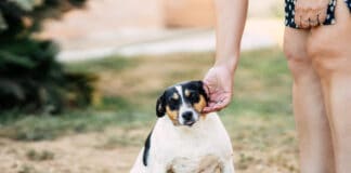 Wenn der Hund zu dick ist: Abspecken lohnt sich