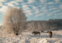 Winterwanderungen im Stiftungsland