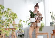 Licht, Temperatur und Wasser: Die richtige Pflege für Zimmerpflanzen