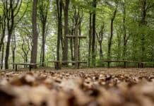 12 Jahre Ruheforst Flensburger Förde/Glücksburg (FFG)