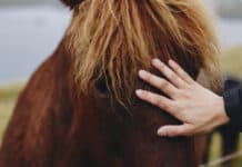 Rundum gesundes Pferd