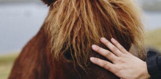 Rundum gesundes Pferd