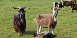 Neue Unterkünfte, Freizeitangebote und Restaurants zwischen den Küsten Schleswig-Holsteins