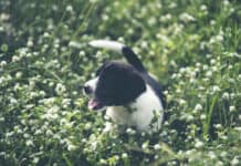 Zeckenschutz beim Hund: Darum ist er ganzjährig wichtig