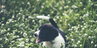 Zeckenschutz beim Hund: Darum ist er ganzjährig wichtig