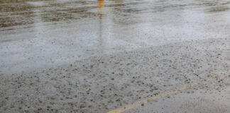 Stadtdialog „Schwammstadt: Wie funktioniert nachhaltiges Regenwassermanagement?“