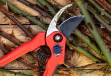 Frühlingsbeginn: Gartenscheren sicher verwenden