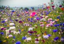 Wildblumen: Kleine Wiese mit großer Wirkung