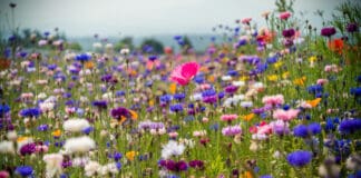 Wildblumen: Kleine Wiese mit großer Wirkung