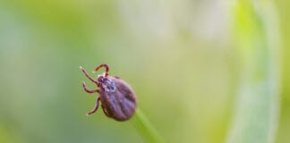 So schützen Sie sich vor Zeckenstichen