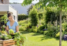 Leckeres Gemüse aus dem Hochbeet