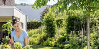 Leckeres Gemüse aus dem Hochbeet