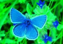 Ausstellung „Faszination Schmetterling“