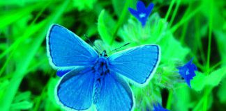 Ausstellung „Faszination Schmetterling“