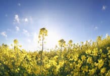 Sunny Side Up: Hobbys, die Ihre Sommertage verschönern