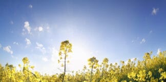 Sunny Side Up: Hobbys, die Ihre Sommertage verschönern