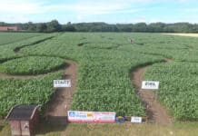 Das „Maislabyrinth“ von Angeln