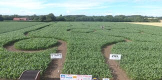 Das „Maislabyrinth“ von Angeln