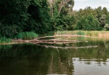 Keine Gartenbewässerung durch Entnahme aus Bächen und Teichen