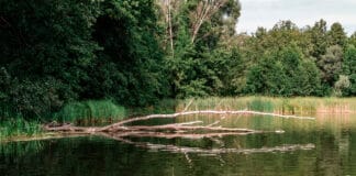 Keine Gartenbewässerung durch Entnahme aus Bächen und Teichen