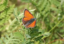 Buntes Treiben: Schmetterlinge-Extratour im Stiftungsland Schäferhaus-Nord