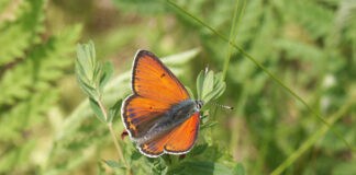 Buntes Treiben: Schmetterlinge-Extratour im Stiftungsland Schäferhaus-Nord