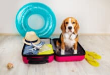 Urlaub mit Hund: Einreisebestimmungen beachten