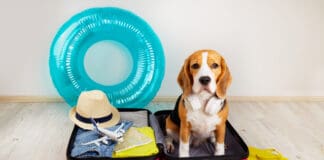 Urlaub mit Hund: Einreisebestimmungen beachten