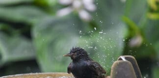 Hilfe bei Hitze: Tränken für Wildtiere und Insekten richtig aufstellen