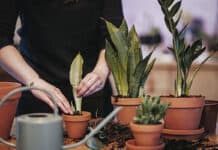 Tipps für pflegeleichte und robuste Zimmerpflanzen