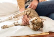 Weltkatzentag am 8. August – Was will meine Katze mir sagen?