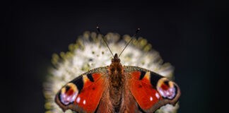 Das Stiftungsland ist Schmetterlings-Land – eine Bilanz der Insektenretter*innen