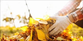 Gartentipps für einen goldenen Herbst Gartentipps für einen goldenen Herbst