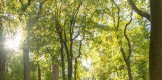 Ruheforst Glücksburg Ruheforst Glücksburg