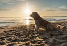Urlaub auf vier Pfoten in Schleswig-Holstein Hund am Strand