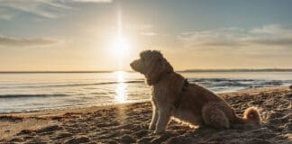 Urlaub auf vier Pfoten in Schleswig-Holstein Hund am Strand