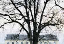 Weihnachtsbaumverkauf auf Gut Oestergaard Weihnachtsbaumverkauf auf Gut Oestergaard