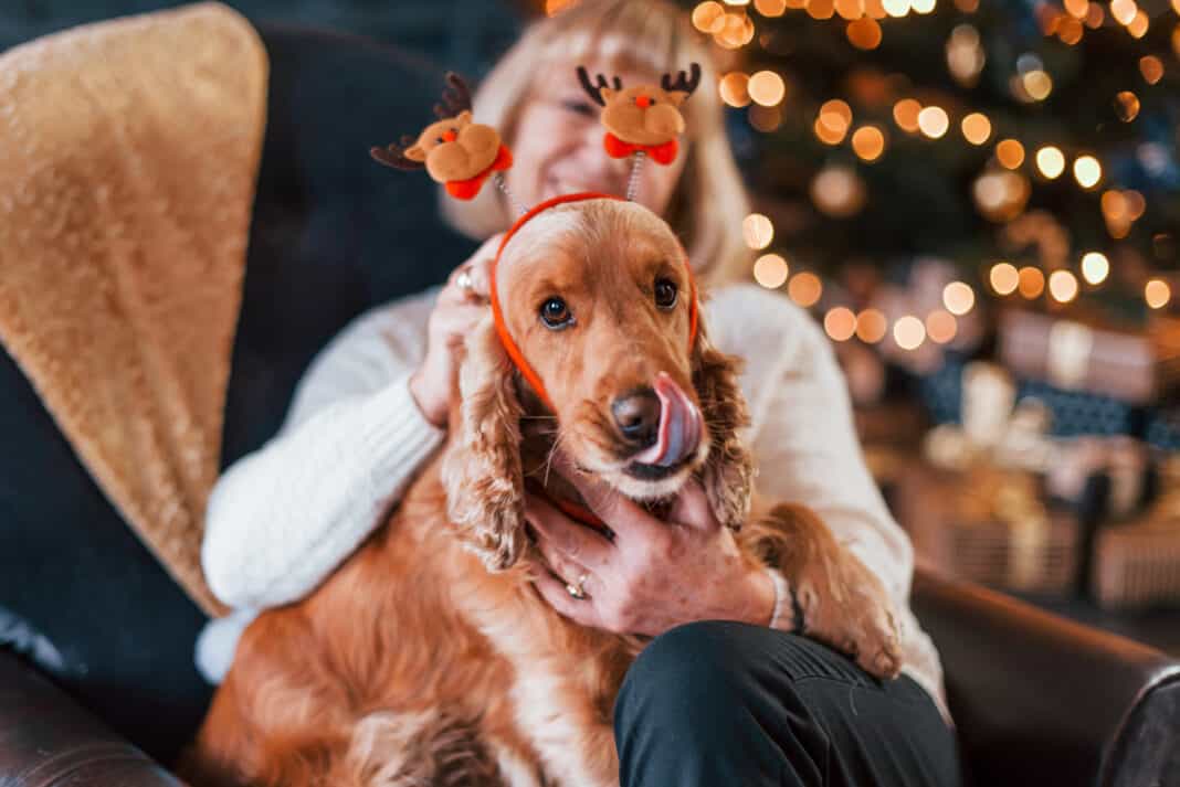 Weihnachtsgebäck ist für Haustiere Gift