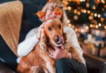 Weihnachtsgebäck ist für Haustiere Gift Weihnachtsgebäck ist für Haustiere Gift