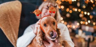 Weihnachtsgebäck ist für Haustiere Gift Weihnachtsgebäck ist für Haustiere Gift