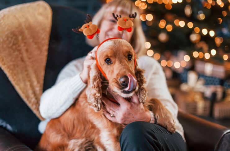 Weihnachtsgebäck ist für Haustiere Gift