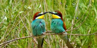 Von den hohen Bergen zu Bienenfresser, Eisvogel, Sprosser & Co. Von den hohen Bergen zu Bienenfresser, Eisvogel, Sprosser & Co.