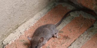 Was hilft bei Nagern im Haus? Was hilft bei Nagern im Haus?