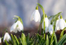 Flensburg blüht auf