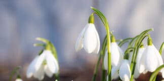 Flensburg blüht auf