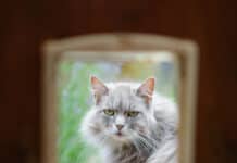 Katzenklappe: freier Zugang für Tiere – und Einbrecher Katzenklappe