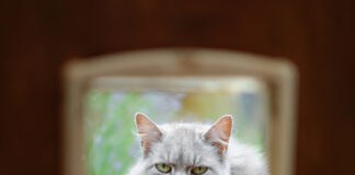 Katzenklappe: freier Zugang für Tiere – und Einbrecher Katzenklappe