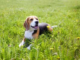 Babesiose-Gefahr für Hunde in Deutschland