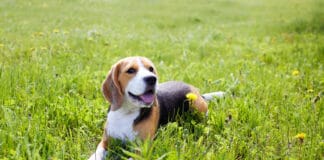 Babesiose-Gefahr für Hunde in Deutschland Babesiose-Gefahr für Hunde in Deutschland